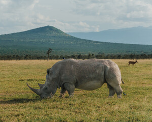 Black rhino with a bird companion in Ol Pejeta, Kenya © _mishamartin
