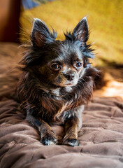 beautiful cute and sad brown chihuahua dog sits and looks sad and sits