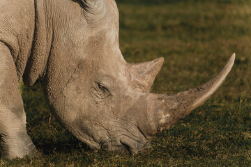 Close-up of a black rhino grazing in the warm Kenyan light © _mishamartin