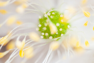 Fototapeta premium Close-Up View of Pollen on a Flower Stamen