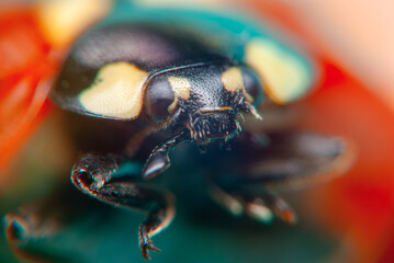 Close-Up of Beetle on a Colorful Surface
