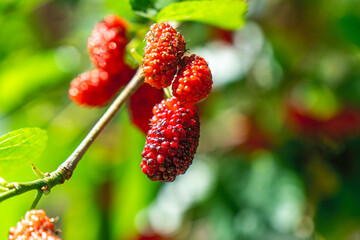 colorful blooming black mulberries on the tree