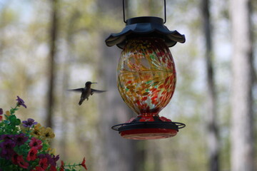 Obraz premium Hummingbird
