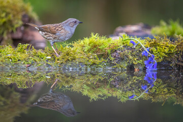 Bathing dunnock (Prunella modularis) at autumn sunrise