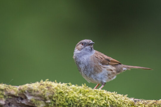 Bathing dunnock (Prunella modularis) at autumn sunrise