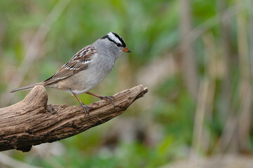 Obraz premium White-crowned Sparrow perch on a branch