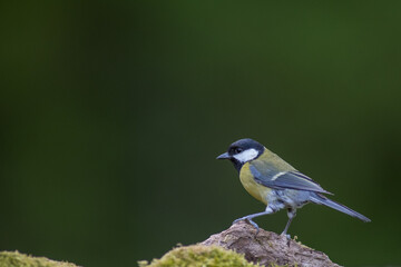 Fototapeta premium The great tit (Parus major) is a passerine bird in the tit family Paridae.