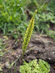 Field Horsetail (Equisetum arvense)