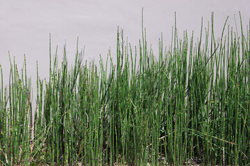Green horsetail reed in front of a wall