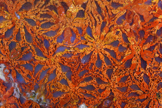 Unique concentric radial natural agatized fossil coral detailed