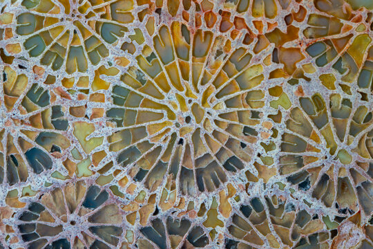 Unique concentric radial natural agatized fossil coral detailed
