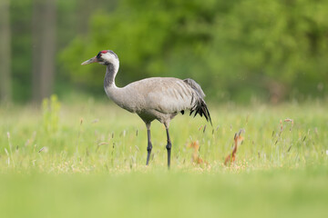 Common crane, Eurasian crane - Grus grus female walking in green grass on meadow with two chicks in background. Photo from Lubusz Voivodeship in Poland.