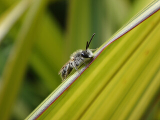 Male mining bee (Andrena sp.) resting on a long, yellow-green leaf