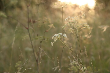 campo fiorito in estate al tramonto