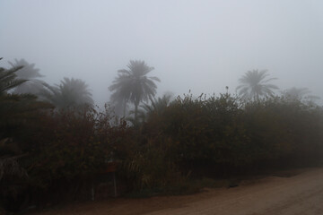 foggy view on foggy day with palm trees , other trees and dirt road
