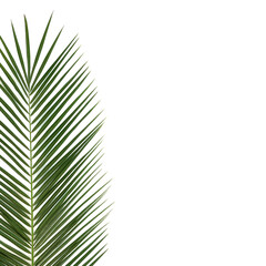 Date palm leaf on white background. Natural symbol and native to the Canary Islands. Green nature flora with copy space. Phoenix canariensis.   - 789619884
