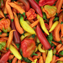 Chili pepper vegetables healthy spicy fresh food background. Local gardening produce abundant...