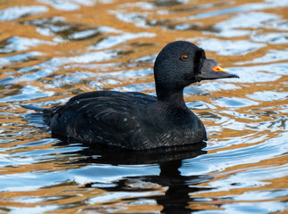 The common scoter (Melanitta nigra) is a large sea duck, which breeds over the far north of Europe and the Palearctic east to the Olenyok River.