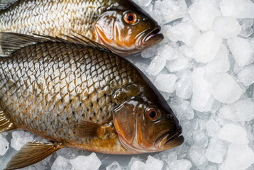 Two fish are on a white surface with ice. The fish are brown and have a yellow eye - Powered by Adobe