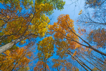 Brilliant Colors in the Canopy High Above
