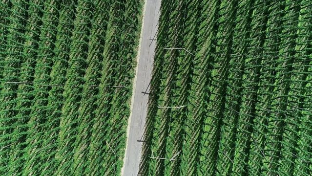 Top-down shot of hop fields in Poperinge, Belgium, with three scooters passing by.