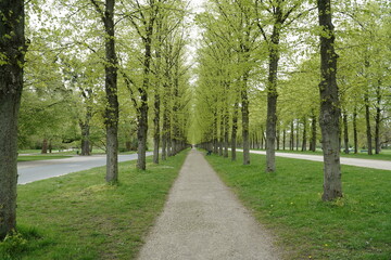 Idyllic spring scene in Hanover, Germany. The pedestrian path of Herrenhausenallee near the Great Garden of Herrenhausen. It was built in 1726 as a link between the city and the palace.