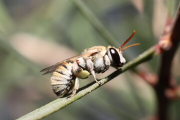 a bee standing on twig of tree
