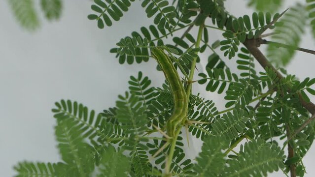 Green Caterpillar Eating Gum Arabic Tree Leaves in Slow Motion 4K 120fps - Nature's Macroscopic Delicacy