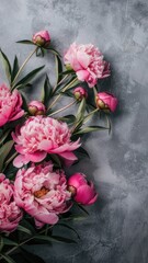 Obraz premium Pink peonies bouquet on gray backdrop Flowering plant from rose family