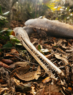 Dead Gar Fish with Lot of Teeth