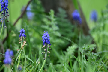 Details aus dem Hyazinthen Garten. Blaue Pflanzen vor unscharfem Hintergrund zu Pfingsten mit verschwommener Textur