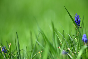 Gras im neuen Garten. Glückwunschkarte Bild mit Grünen Pflanzen vor unscharfem Hintergrund zu...