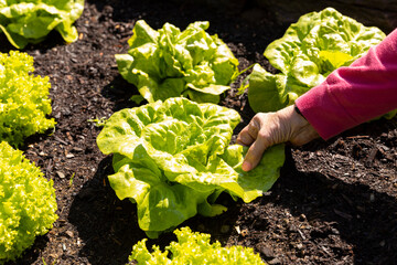 Hand pick lettuce vegetable 