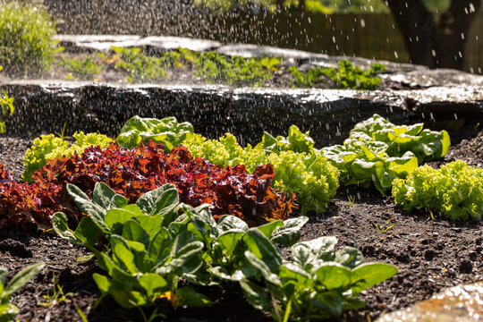 Water falls on summer vegetable garden