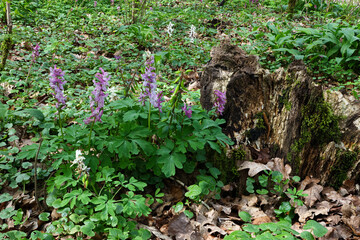 Weißer und lila Lerchensporn wächst im Wald vor einen Stück Totholz.