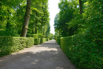 High hedges in the park - 789626458
