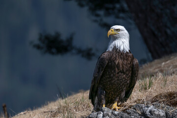 Bald Eagle in British Columbia, Canada perched