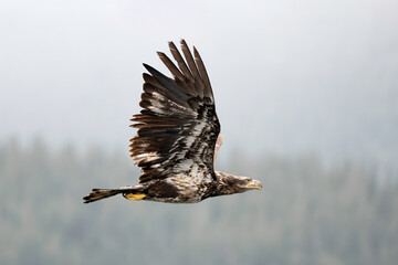 Juvenile Bald eagle in flight off the Discovery Islands in British Columbia, Canada