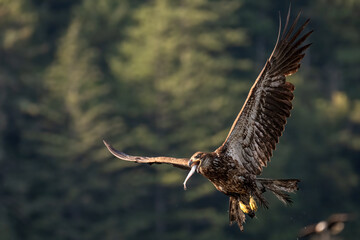 Juvenile Bald eagle in flight off the Discovery Islands in British Columbia, Canada