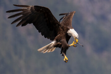 Fototapeta premium Bald eagles feeding on fish and eating in flight in the Discovery Islands of British Columbia, Canada