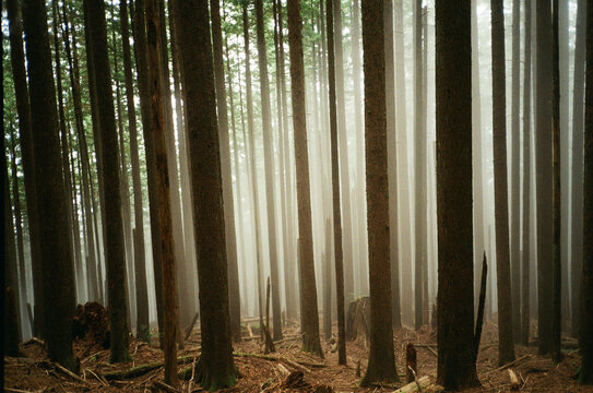TIGER MOUNTAIN, WASHINGTON STATE