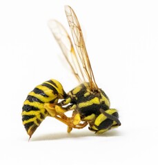 Dead Wasp