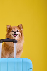 Funny pomeranian puppy smiles going on a trip to distant countries. Small red fluffy traveler's dog is sitting on a large blue suitcase.