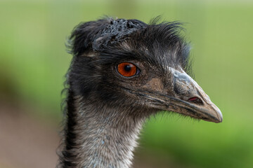 Head shot of an emu (dromaius novaehollandiae)