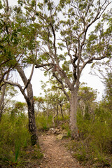 Eucalyptus Trees in the Outback