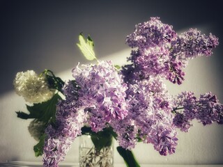 A bouquet of blossoming purple lilac flowers and a white viburnum inflorescence on a gray background