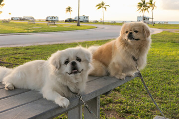dogs standing on a campground picnic table
