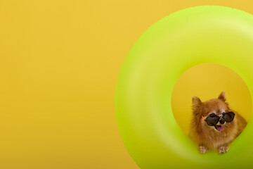 Funny ginger spitz puppy in sunglasses dangling his paws from a hole in an inflatable swimming...