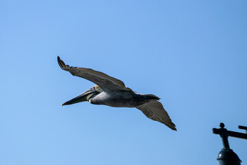 brown pelican (Pelecanus occidentalis) in flight
