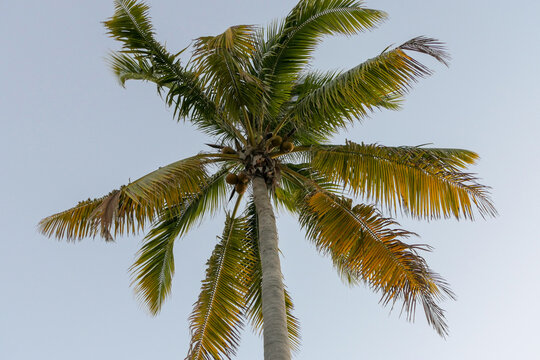 Florida Palm Tree with coconuts Sky background